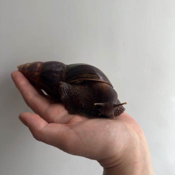 Ахатина Фуліка Стандарт равлики косметологія snail therapy collagen