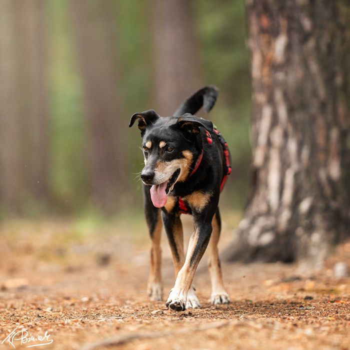 Ratos szuka kochającego domu