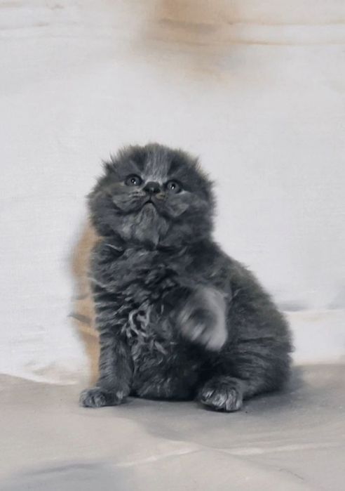 Котёнок шотландский РАСПРОДАЖА -50% чистокровный