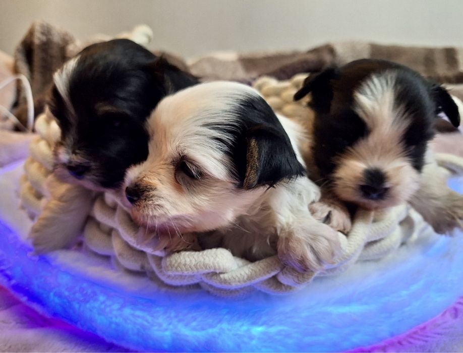 - Yorkshire  Terrier - biewer