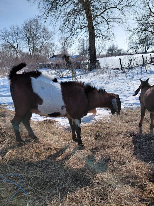 Дорослий нубієць