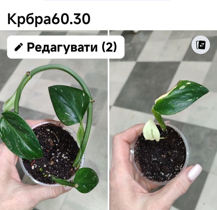 аспарагус бразилія фараон меса