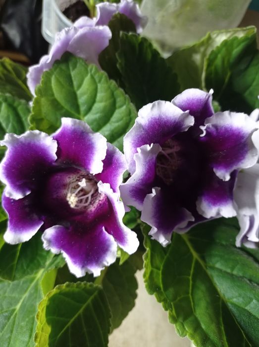 Глоксиния фиолетовая с белой окантовкой