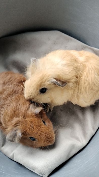 Морская свинка. Морские свинки детёныши ( крестед, селф, абиссинские)