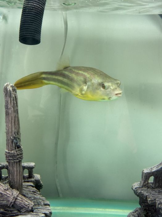 Продам тетрадона Фахака (Tetraodon fahaka), 20 см