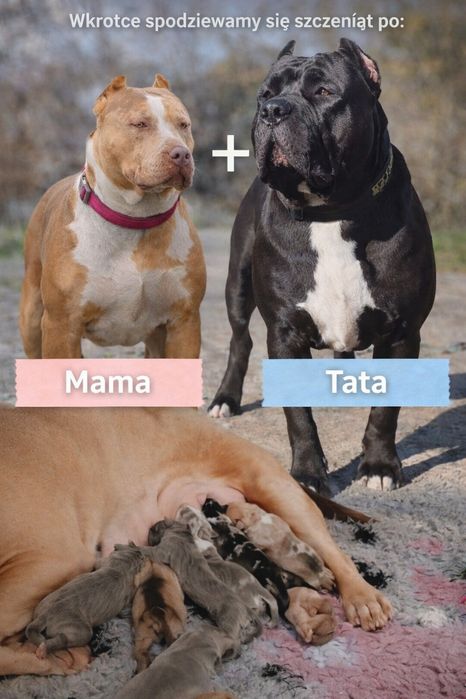 American Bully xl - samiec  merle