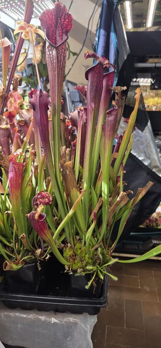 Vendo plantas carnívoras