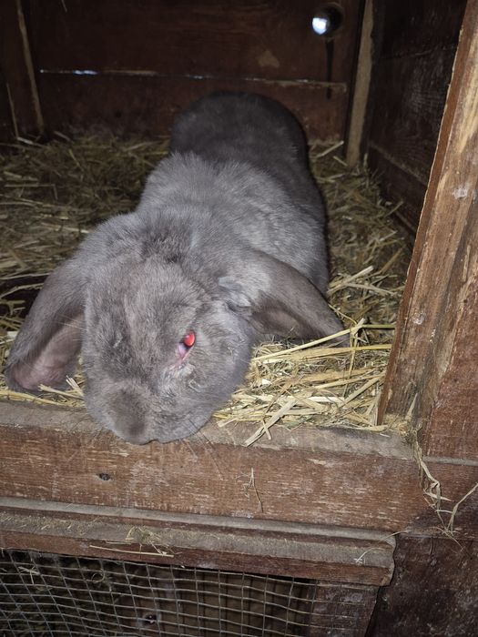 Baran francuski  Samiec