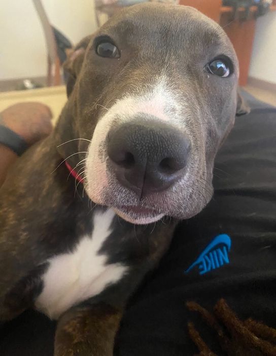 Pitt bull fêmea 2 anos para adoção responsável