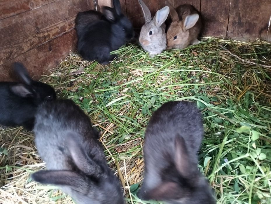 Продам кроликів, 1 місяць