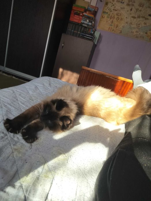 Сіамські кошенята безкоштовно