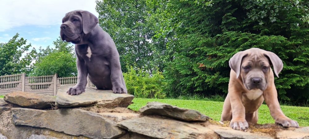 Cane Corso Italiano GOTOWE DO ODBIORU Rodowód Chip