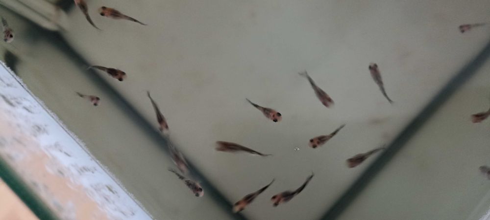 Molinezja młody narybek