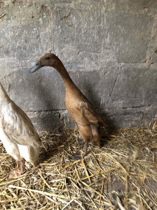 Kaczki kaczory biegusy