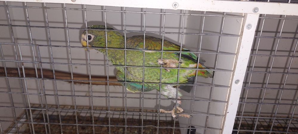 Pionus senilis 2026