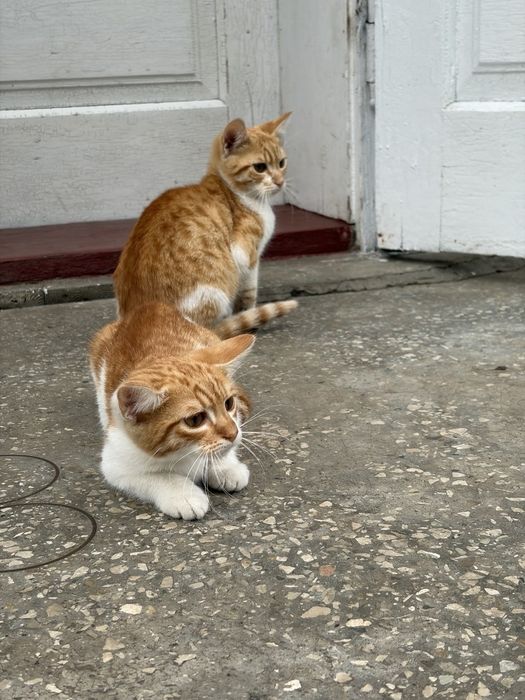 Віддам котиків у добрі руки