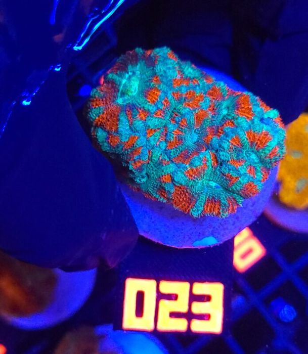 Acanthastrea lordhowensis (023) [Koralowce LPS]