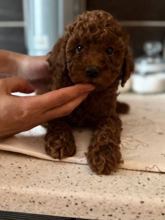 Продам той пуделів