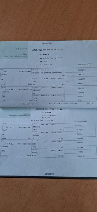 Sprzedam ( zamienię)  bardzo ładną klacz o imieniu Pasja