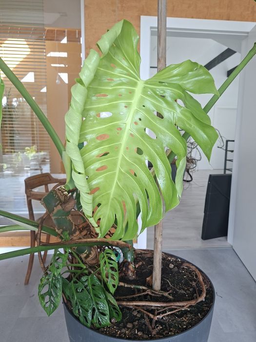 Monstera deliciosa big form
