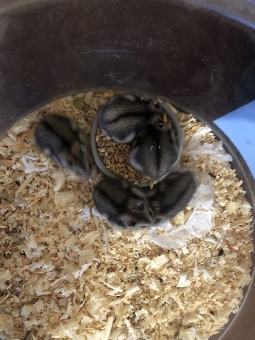 Отдаю  хомяков джунгарикы бесплатно