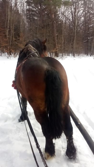 Sprzedam konia ogiera