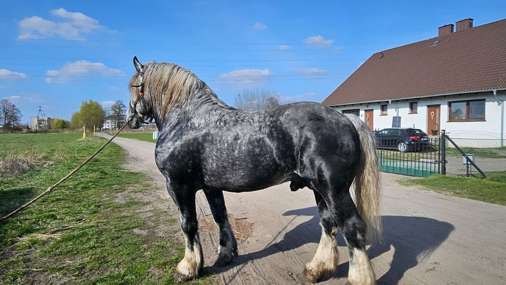 Stanówka.Ogier zimnokrwisty Szpak z karego