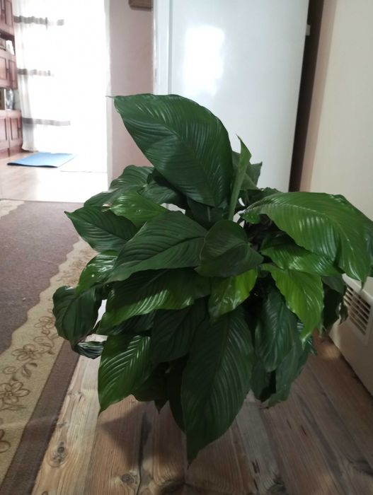 Duży skrzydłokwiat w doniczce