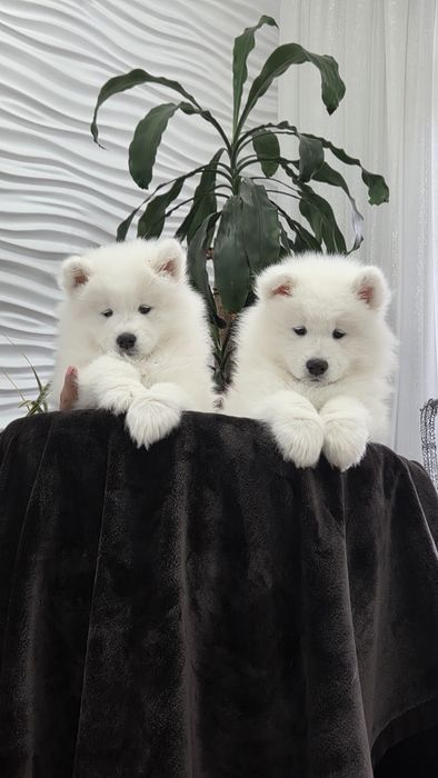 Samoyed 10 tygodni