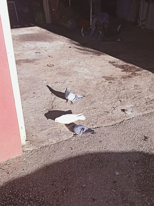 Vendo pombos várias cores