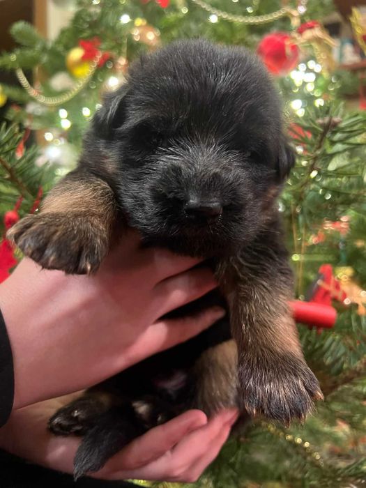 owczarek niemiecki długowłosy - ZKwP FCI szczeniak piesek