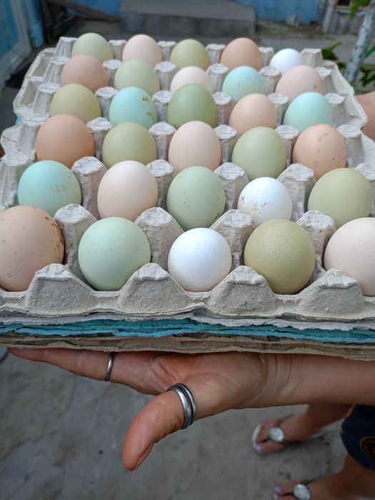 Яйцо инкубационное куры пасхальные, гуси мамуты, цесарки, перепела