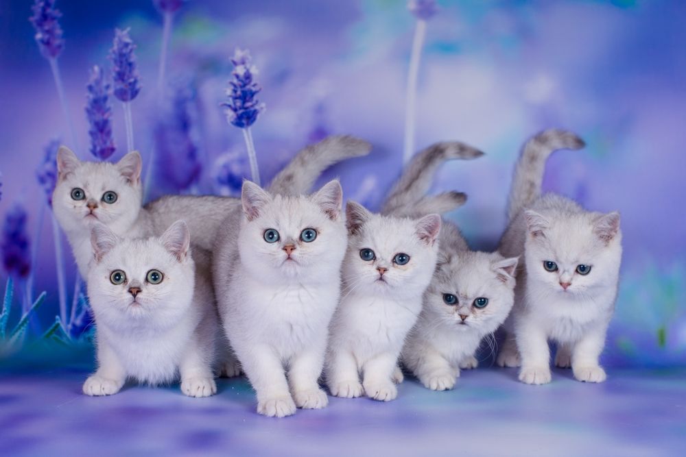 Сріблясті шиншили