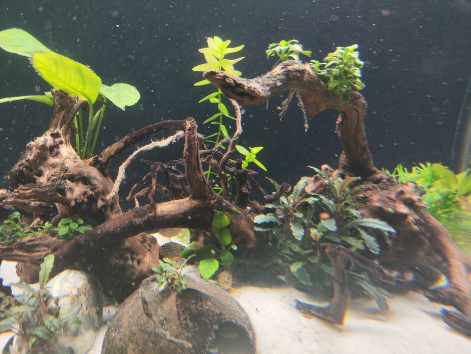 Plantas aquário diversas