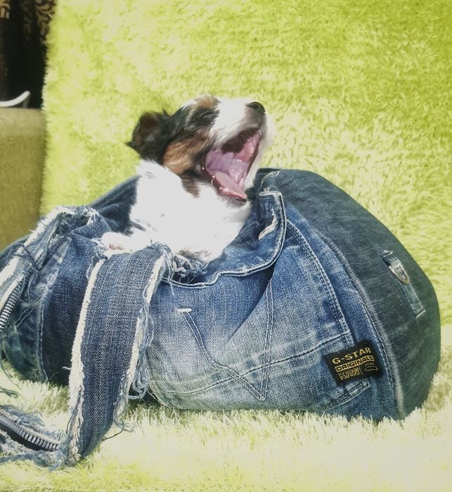 Біверйорк цуценя