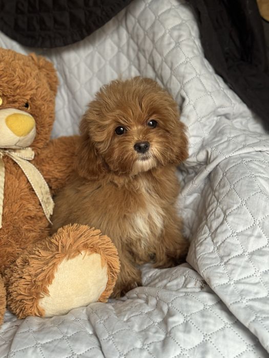 Мальтипу мальчик ред бракн до 3,5 кг мини микро тикап беби фейс