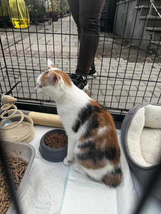 Kotka szuka domu, przyjazna trikolorka