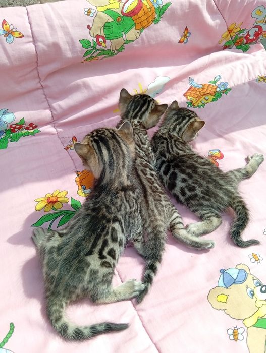 Бенгальские котята шоу класса