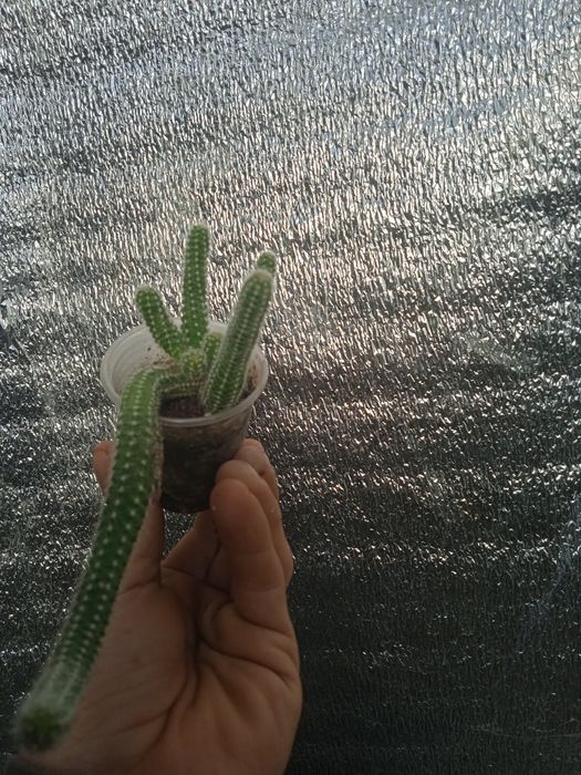 Кактус хамецереус сенрайс