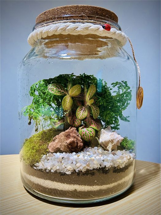 Terrários - plantas interiores