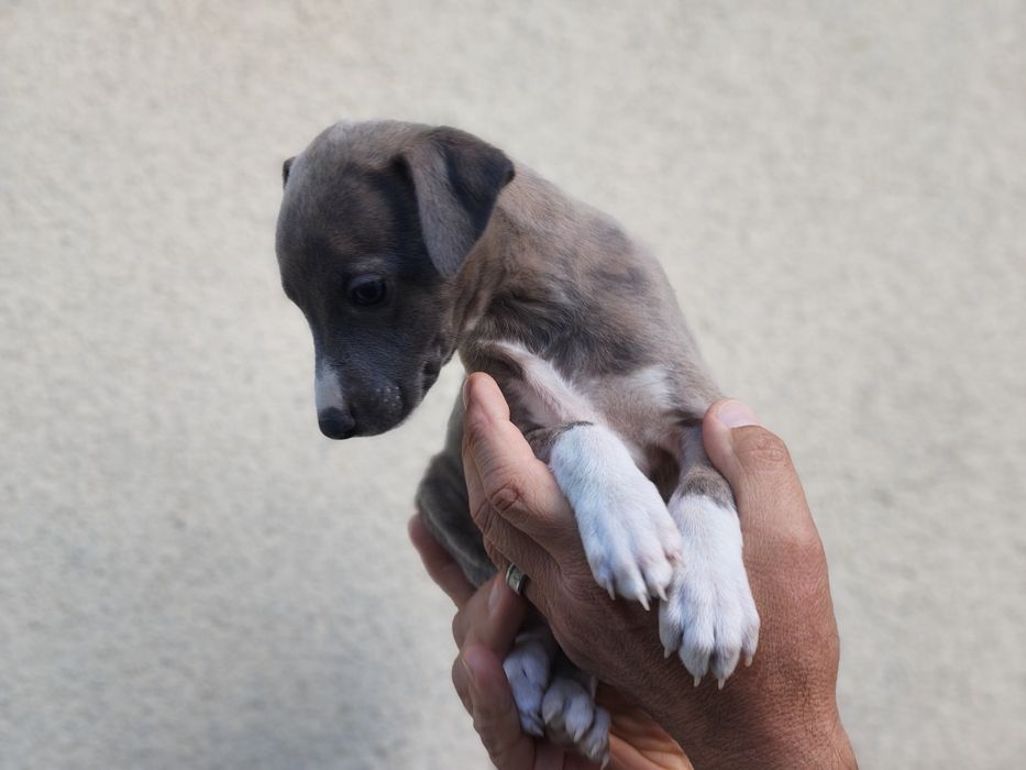 Whippet szczeniak.