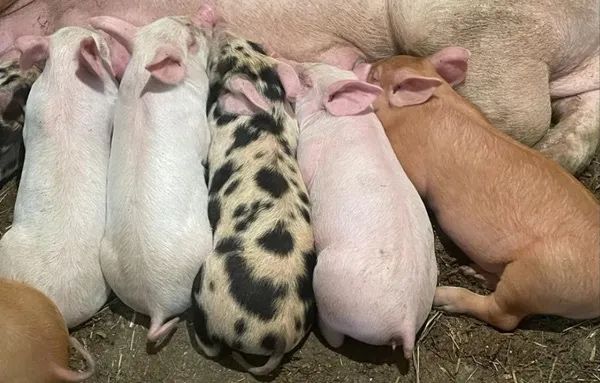 Продам чудові поросята