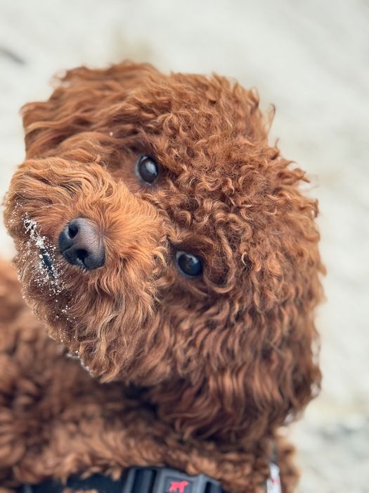 Вʼязка той пудель