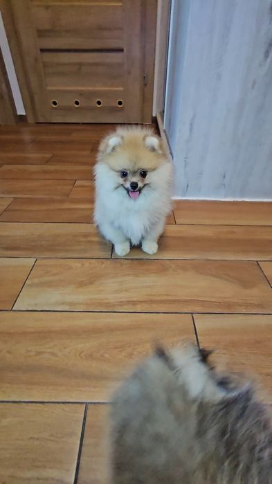 Miś pomeranian 3mc komplet szczepień