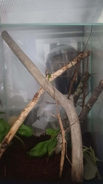 Oddam 3 dorosłe patyczaki