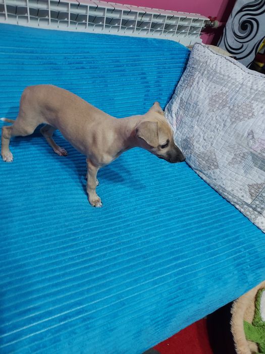 Chart Angielski Whippet suczka