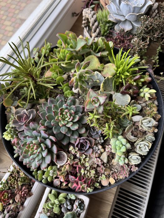 Продам сукуленти