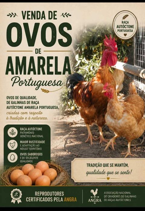 Ovos de Galinhas Amarelas Portuguesa