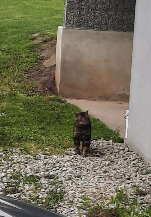 Dwa kocury, czyja zguba?