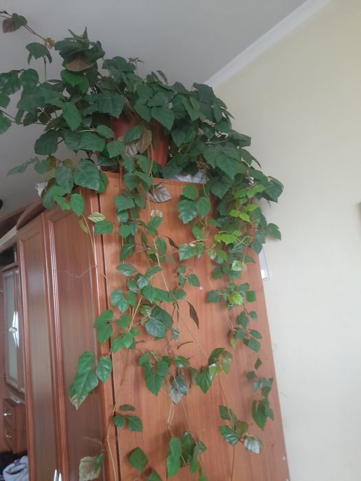 Продам вазон Циссус